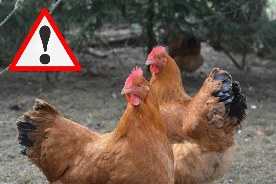 KOMUNIKAT w sprawie zwalczania wysoce zjadliwej grypy ptaków.